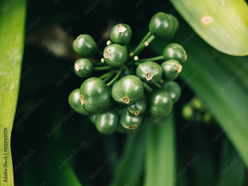 Clivia is a genus of monocot flowering plants native to southern Africa Clivia is a genus of monocot flowering plants native to southern Africa