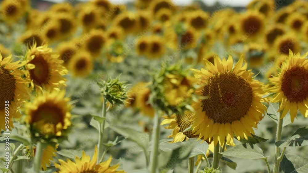 Beautiful Natural Plant Sunflower in Sunflower Field in Sunny Day Beautiful Natural Plant Sunflower in Sunflower Field in Sunny Day