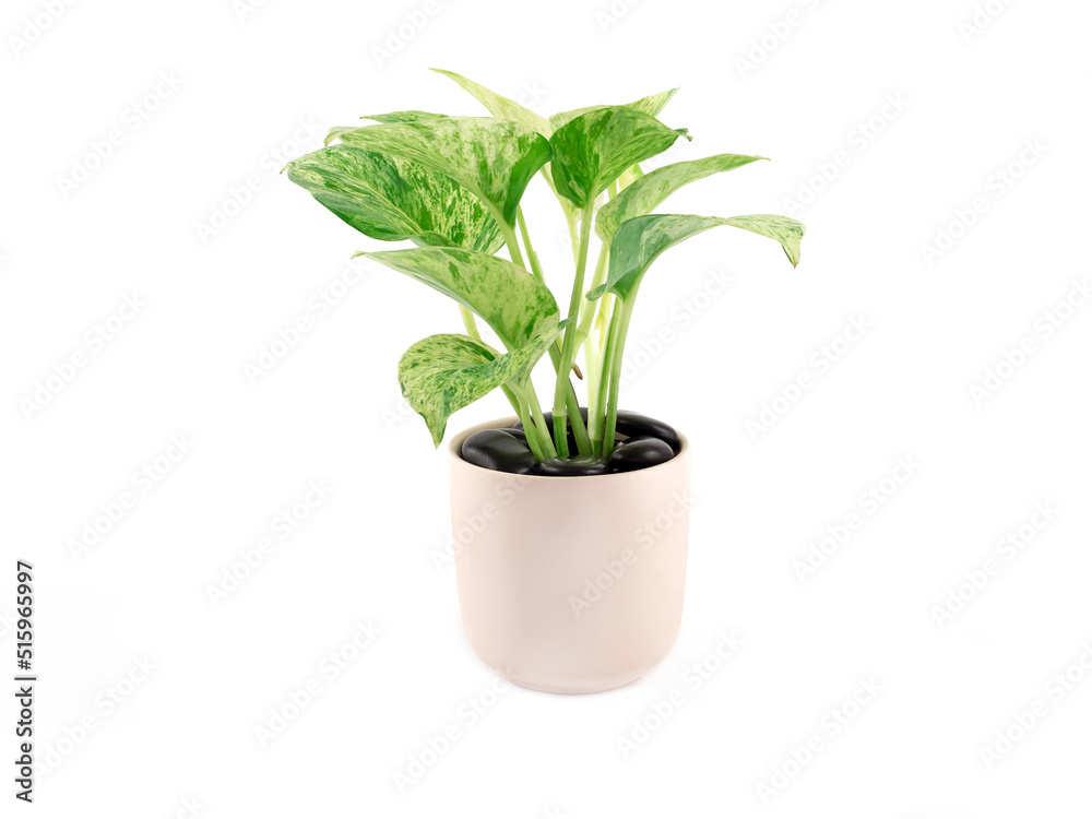 Epipremnum aureum marble queen plant in light pink pot and sprinkled with black stoneon isolated on a white background. Houseplant for office or living room. Space for your text.. Epipremnum aureum marble queen plant in light pink pot and sprinkled with black stoneon isolated on a white background. Houseplant for office or living room. Space for your text..