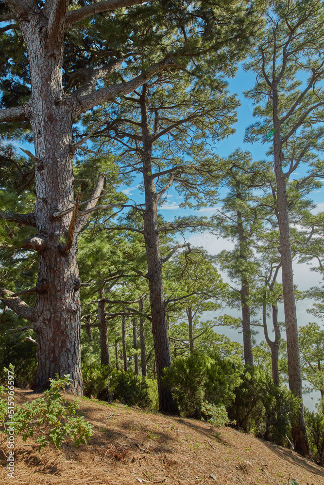 Pine forest trees in the mountains of La Palma, Canary Islands in Spain. Remote secluded mountain filled with big trees for hiking and nature walks on holiday. Tourist travel destination in the woods Pine forest trees in the mountains of La Palma, Canary Islands in Spain. Remote secluded mountain filled with big trees for hiking and nature walks on holiday. Tourist travel destination in the woods