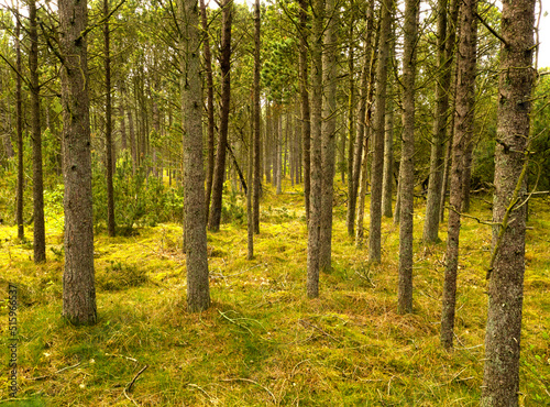 Beautiful lush green forest with rows of tall pine trees growing in harmony with nature with copy space. Tranquil summer morning with a view of a quiet and zen jungle in soothing fresh and clean air