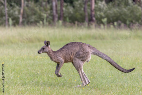 Eastern Grey Kangaroo (Macropus giganteus) hopping across a grass field in New South Wales, Australia. Iconic image of jumping kangaroo seen in profile., trees in the background.