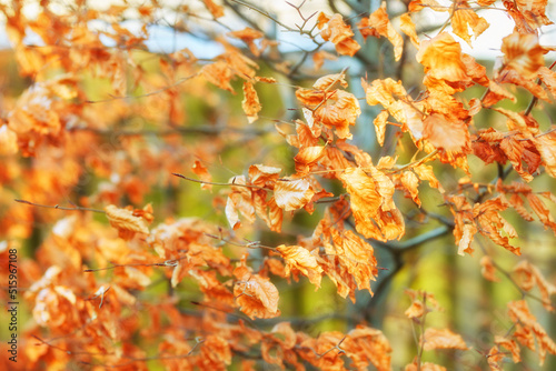 Closeup view of autumn orange beech tree leaves with a bokeh background in a remote forest or countryside in Norway. Woods with dry, texture foliage in a serene, secluded meadow or nature environment