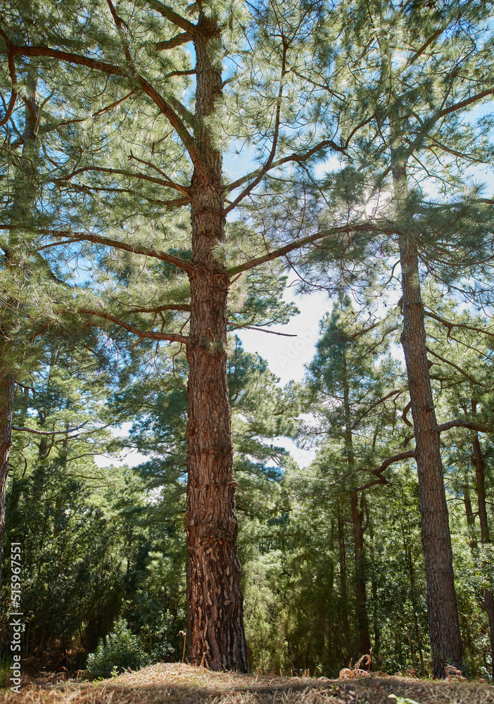 Obraz premium Beautiful pine forests in the mountains of La Palma, Canary Islands, Spain. Scenic landscape with tall trees with lush green leaves in a secluded environment. Peaceful view of the outdoors and nature