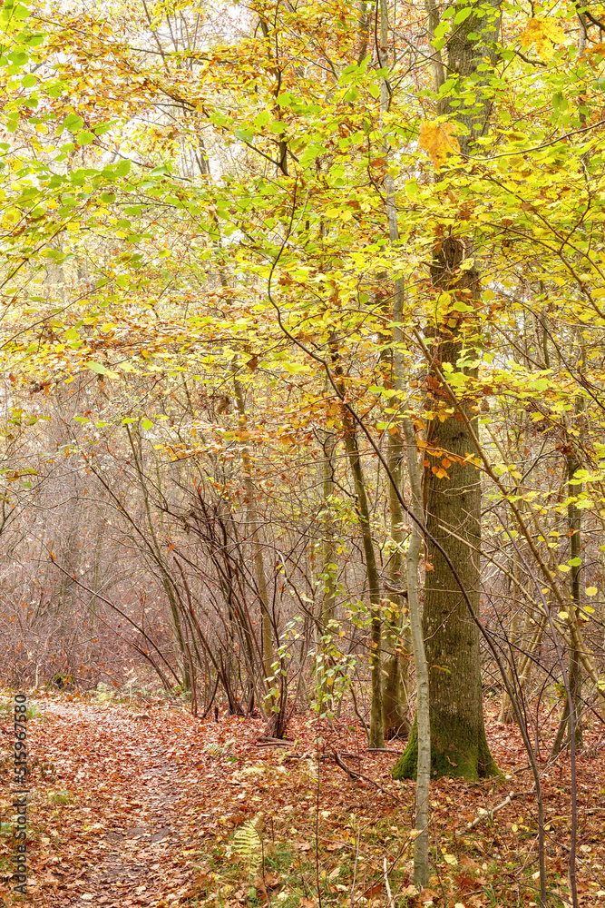 Obraz premium Scenic hiking trail in a beech tree forest or woods, a blue sky in remote countryside of Norway. Wood trees growing after autumn in a serene and secluded landscape. Discovering peace in mother nature