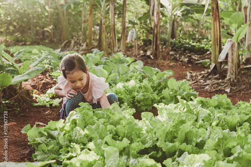 Mixed Asian girl child harvesting fresh homegrown vegetables, eating healthy food, montessori learning, sustainable living, share community produce concept