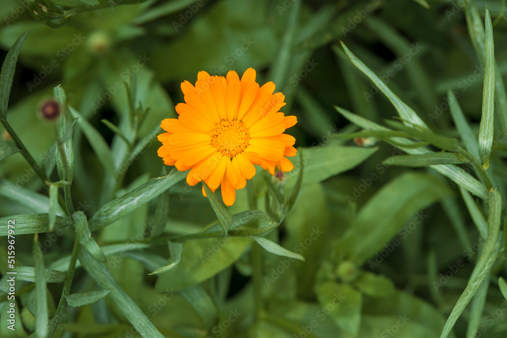 yellow flower on green background yellow flower on green background