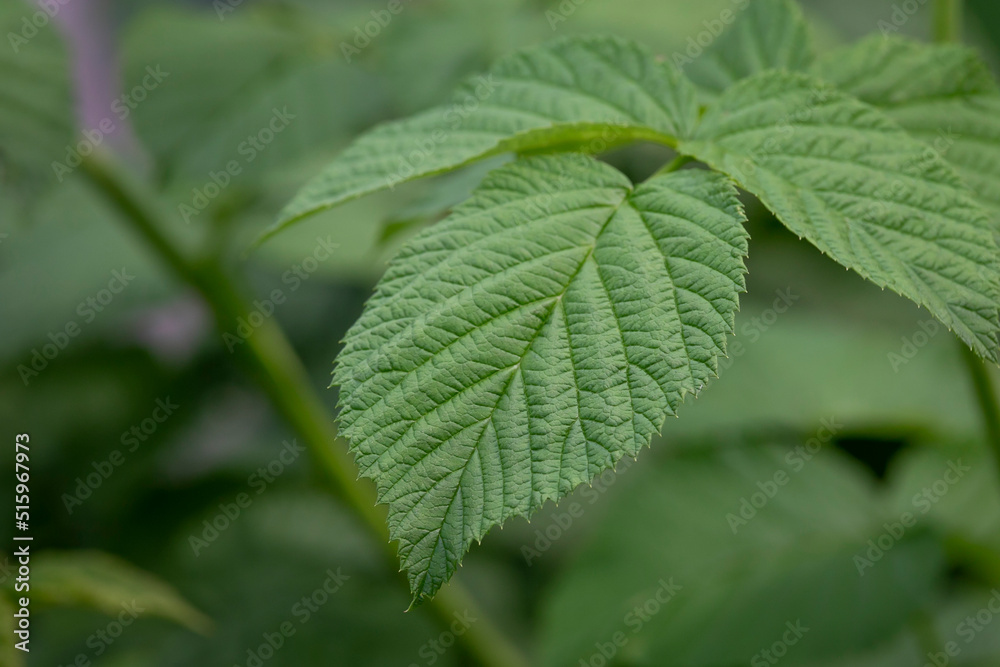 close up of leaves close up of leaves