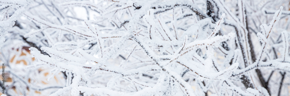 Obraz premium Snow and rime ice on the branches of bushes. Beautiful winter background with twigs covered with hoarfrost. Plants in the park are covered with hoar frost. Cold snowy weather. Cool frosting texture.