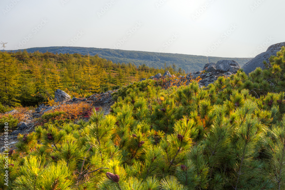 Autumn landscape. View of dwarf pines, rocks and larch forest in the mountains. Beautiful northern nature. Travel and hiking in nature.