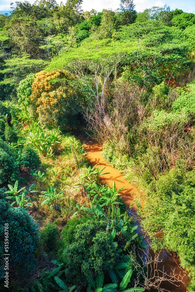 A river with trees in a rainforest on a sunny day. Wild nature landscape of forestry with a muddy water flow and green foliage in summer. Aerial view of a jungle or forest with lots of vegetation