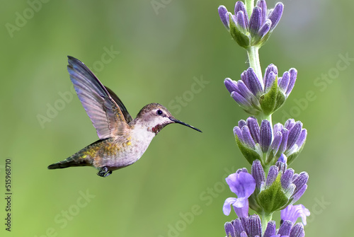 Tiny hummingbird over bright summer background