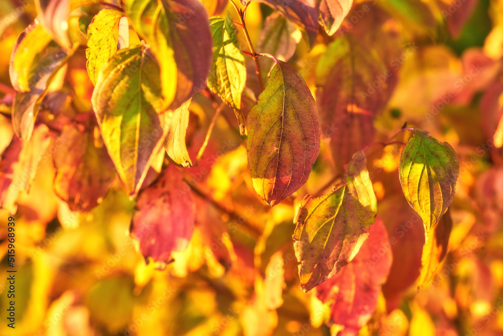 Closeup of colorful autumnal leaves growing on tree branches in season with copy space. Green, yellow and brown wild plants growing on stems in a natural forest, park or garden during fall Closeup of colorful autumnal leaves growing on tree branches in season with copy space. Green, yellow and brown wild plants growing on stems in a natural forest, park or garden during fall