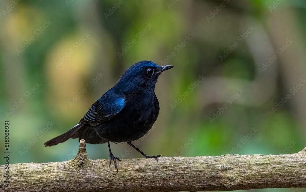 Fototapeta premium White-tailed Robin