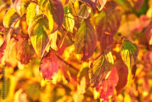 Closeup of colorful autumnal leaves growing on tree branches in season with copy space. Green, yellow and brown wild plants growing on stems in a natural forest, park or garden during fall