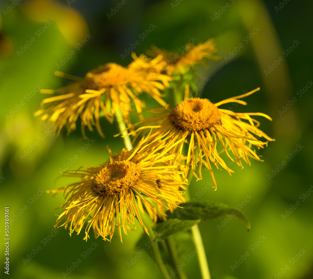 Closeup of withered and dried daisies in a field in autumn. Dying pollinated flowers with yellow pistils in a garden or backyard. Group of marguerite shedding in a park during the fall season Closeup of withered and dried daisies in a field in autumn. Dying pollinated flowers with yellow pistils in a garden or backyard. Group of marguerite shedding in a park during the fall season