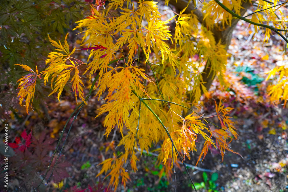 Autumn leaves in Japanese garden