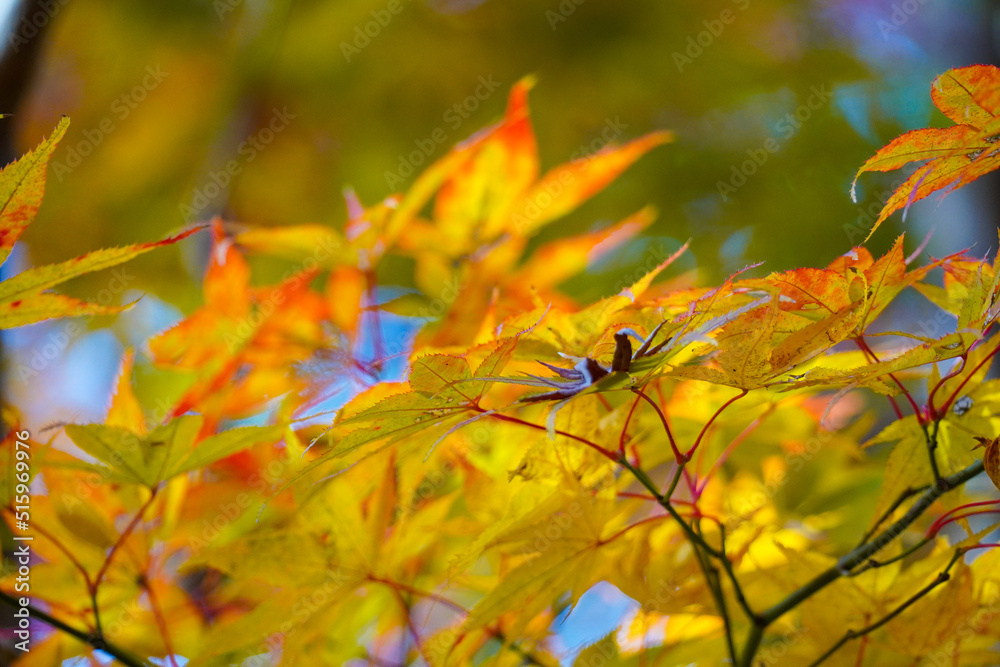 Autumn leaves in Japanese garden Autumn leaves in Japanese garden