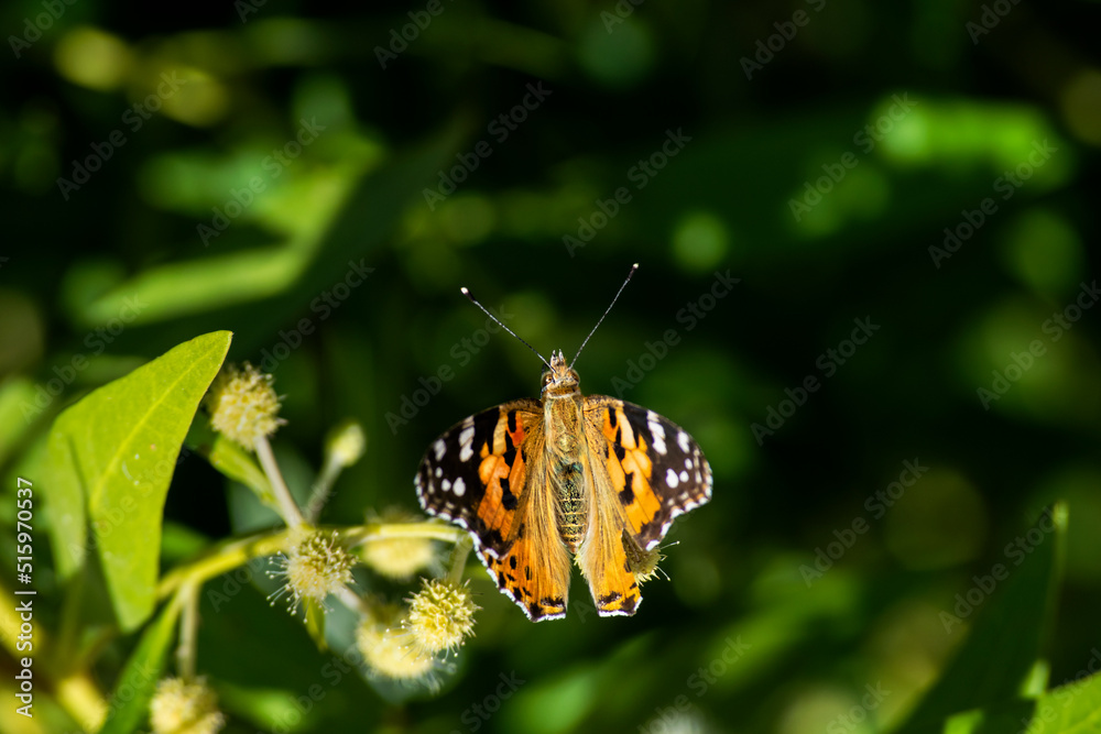 Fototapeta premium butterfly on leaf
