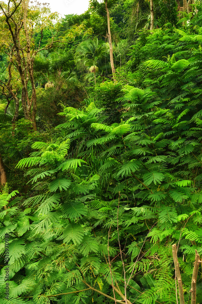 Closeup view of a rainforest with lush greenery in Hawaii with copyspace. Exploring wildlife in remote tropical jungle for vacation and holiday. Green trees and bushes in mother nature during summer Closeup view of a rainforest with lush greenery in Hawaii with copyspace. Exploring wildlife in remote tropical jungle for vacation and holiday. Green trees and bushes in mother nature during summer