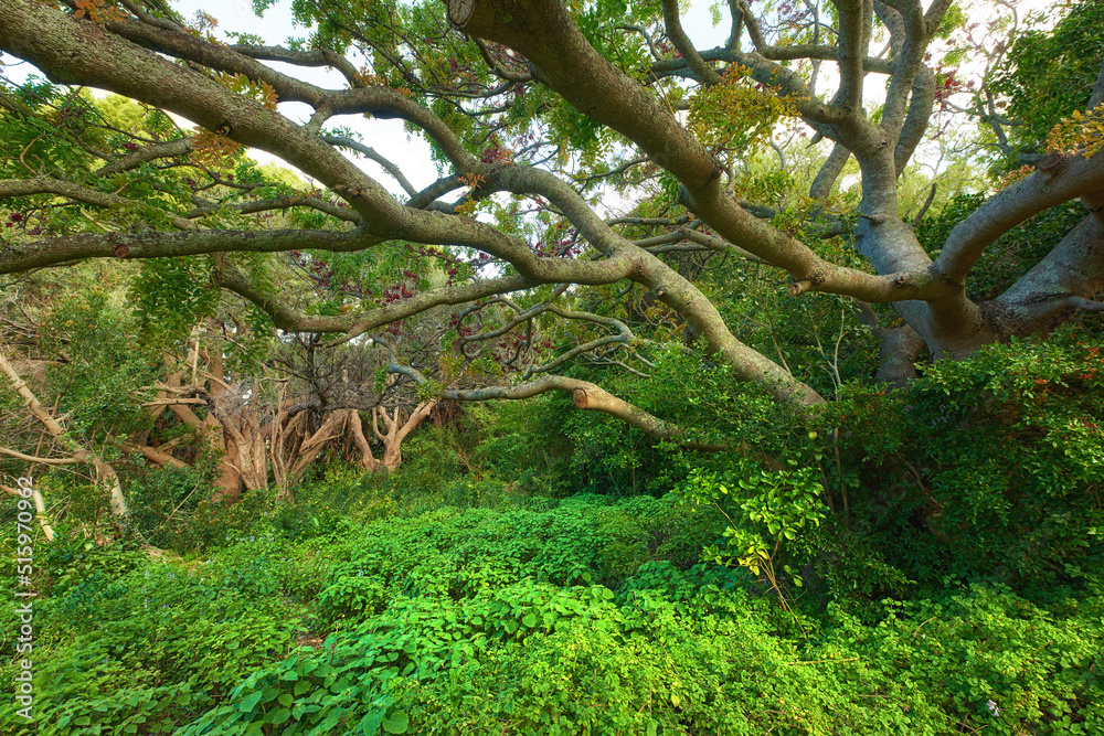 Landscape view of lush green rainforest with canopy trees growing wild in Oahu, Hawaii, USA. Scenic ecosystem of dense plants, bushes and shrubs in remote conservation jungle, forest or nature woods Landscape view of lush green rainforest with canopy trees growing wild in Oahu, Hawaii, USA. Scenic ecosystem of dense plants, bushes and shrubs in remote conservation jungle, forest or nature woods