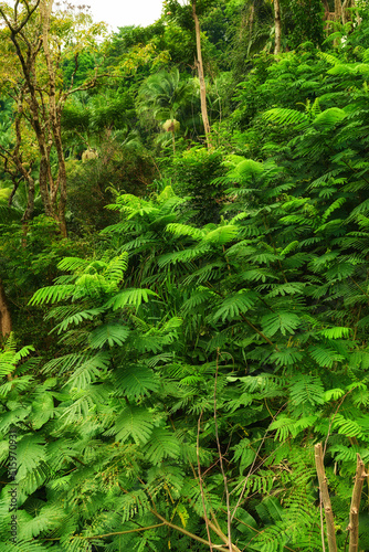 Closeup view of a rainforest with lush greenery in Hawaii with copyspace. Exploring wildlife in remote tropical jungle for vacation and holiday. Green trees and bushes in mother nature during summer © SteenoWac/peopleimages.com