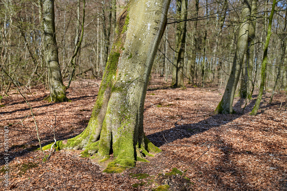 Moss covered beech trees growing in remote forest, meadow, countryside. Woods with algae covered trunks in quiet, serene, tranquil, calm, zen landscape. Discovering peace and relaxed in mother nature Moss covered beech trees growing in remote forest, meadow, countryside. Woods with algae covered trunks in quiet, serene, tranquil, calm, zen landscape. Discovering peace and relaxed in mother nature