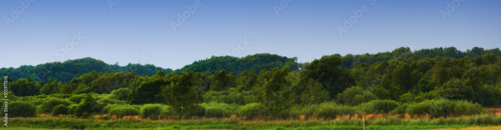 Scenic and peaceful landscape of trees growing in a remote and uncultivated forest in Norway with sky copy space. Overgrown and lush green woods in a quiet and tranquil environment in mother nature