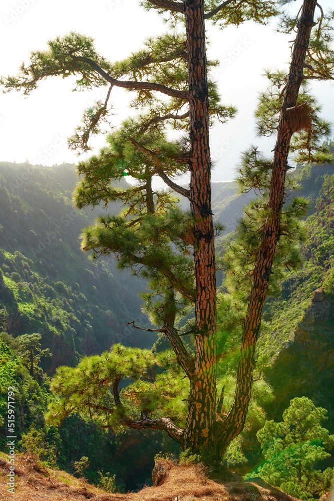 Obraz premium Pine tree in a forest on the mountains in summer. Landscape of trees on a sandy hill under bright sunlight. A wild empty environment on the mountain of La Palma, Canary Islands, Spain in autumn