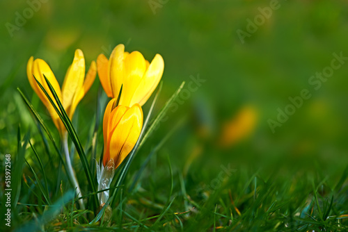 Fototapeta Naklejka Na Ścianę i Meble -  Closeup of a crocus flower growing on lush green grass during spring outdoors. Low growing yellow flowerhead blossoming or blooming in a backyard. Beautiful wild flora or plant during springtime