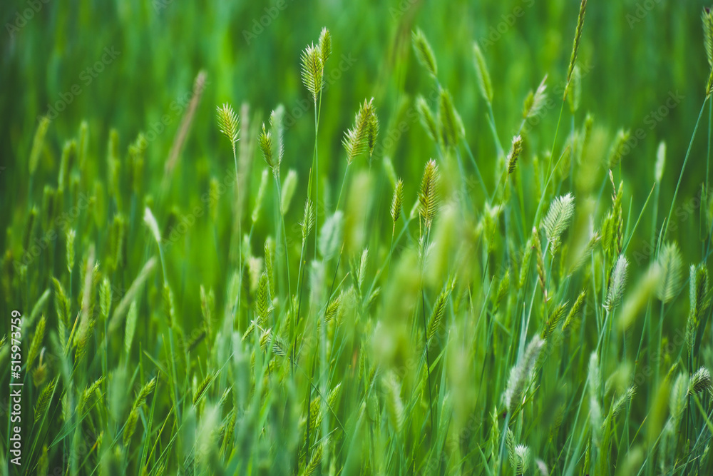 Hierba y maleza. abstracto verde follaje borroso fondo con poca profundidad de campo
