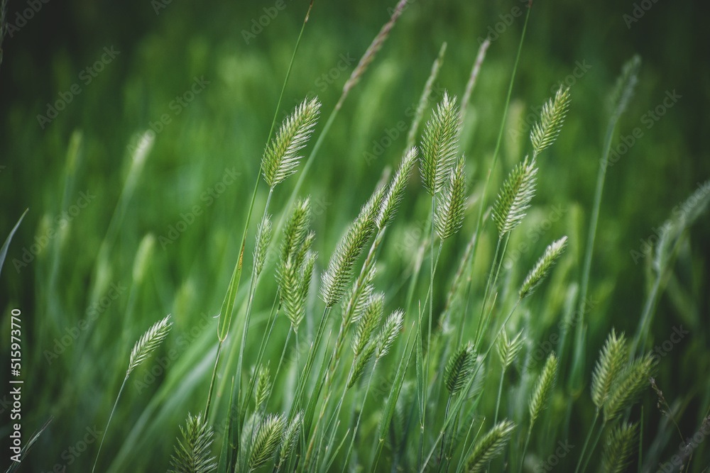 Textura de hierba y maleza. abstracto verde follaje borroso fondo con poca profundidad de campo