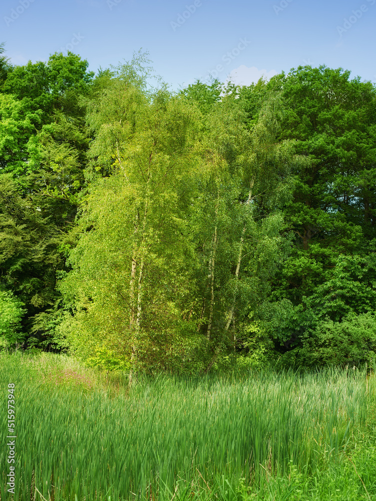 Beautiful lush green forest in spring, tall pine trees growing with nature in harmony and copyspace. Tranquil summer morning with a view of a zen, quiet jungle. Soothing nature with fresh air Beautiful lush green forest in spring, tall pine trees growing with nature in harmony and copyspace. Tranquil summer morning with a view of a zen, quiet jungle. Soothing nature with fresh air