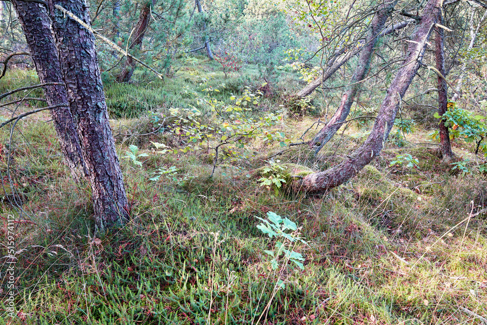 Damaged and leaning trees in a lush green forest outdoors in nature. Landscape with dead brown plants after a storm in the peaceful and calm countryside on a winter afternoon Damaged and leaning trees in a lush green forest outdoors in nature. Landscape with dead brown plants after a storm in the peaceful and calm countryside on a winter afternoon