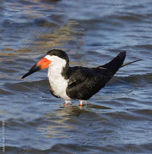 Black Skimmer Adult. Santa Clara County, California, USA.