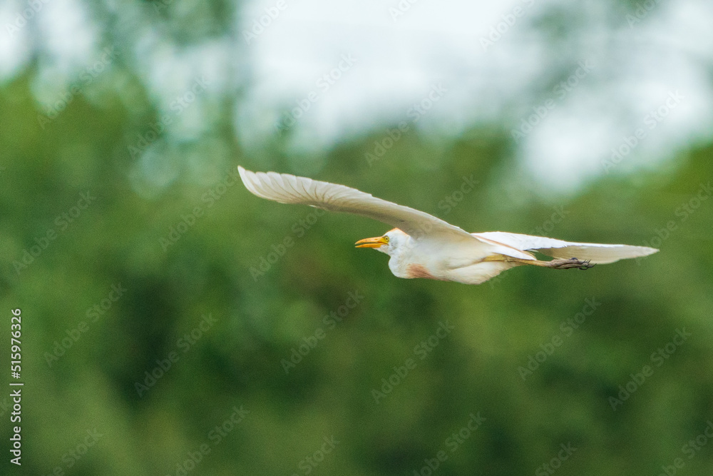 Cattle Egret Flying