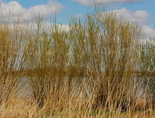Banks Elbe river in Germany in so-called Altes Land near Hamburg. Shore is densely overgrown with willow bushes, Salix, Salicaceae, dry grass from the previous year, first leaves sprout in spring