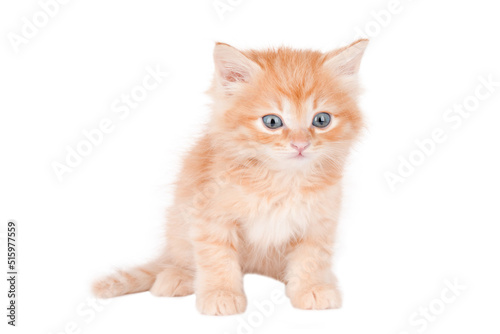 orange kitten with gray eyes isolated
