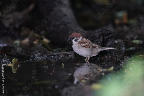 sparrow in a forest