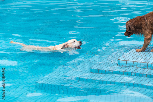 Golden retriever and labrador playing in the pool