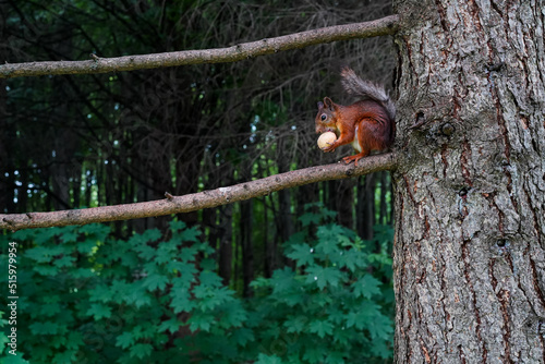 A dark red squirrel sits on a branch of a larch tree holding a light walnut in its paws and gnawing on it. The animal has black reddish orange and white fur. Close-up © Daria
