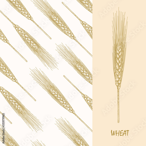 Spikelet of wheat on the background of a seamless texture. Handmade graphics engraved ink art. Victorian lithograph style. Vintage engraving. Sketchy hand-drawn vector illustration.