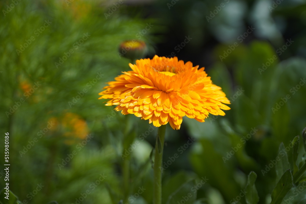 Calendula flower and leaf , nature green background. Calendula flower on summer day. Calendula flower and leaf , nature green background. Calendula flower on summer day.