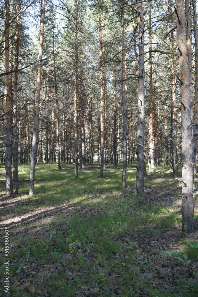 Early morning with sunrise in pine forest