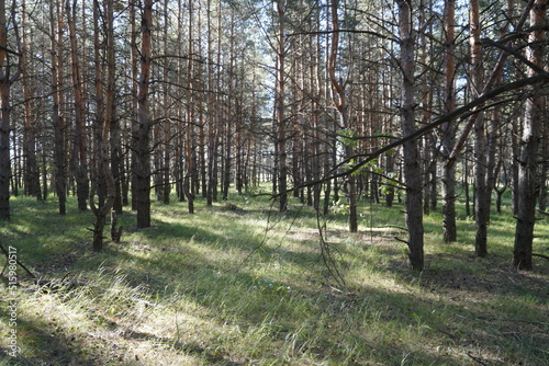 Early morning with sunrise in pine forest