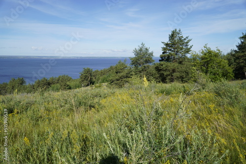 Picturesque Summer landscape with tree and herbs on the Volga River coast. Ulyanovsk