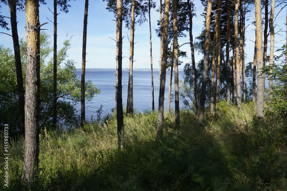 Picturesque Summer landscape with tree and herbs on the Volga River coast. Ulyanovsk