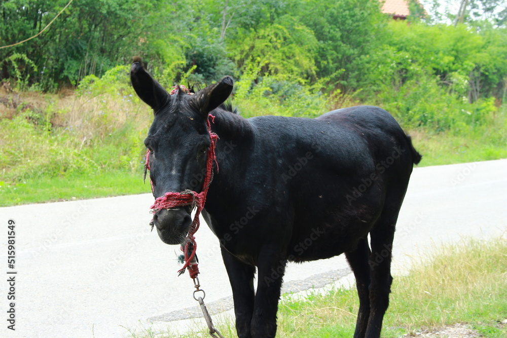 Donkey.Black donkey standing on the side of the road Donkey.Black donkey standing on the side of the road