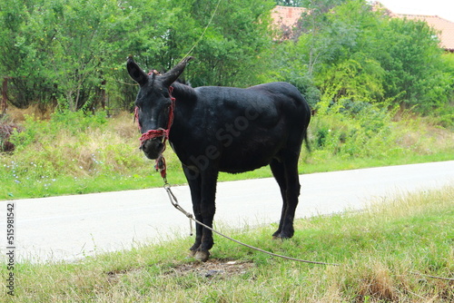 Donkey.Black donkey standing on the side of the road © Ionelia