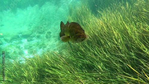Curious lunker Largemouth Bass (Micropterus salmoides) approaches camera in Florida's Rainbow River. photo